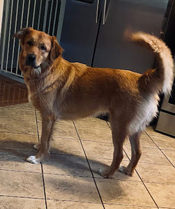 Meet your Posher, Sammy